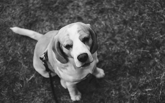 Rusty Hund vom Hochzeitsfotografen David Hallwas