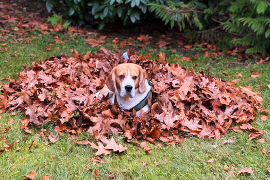 hochzeitsfotograf-hund-sparky
