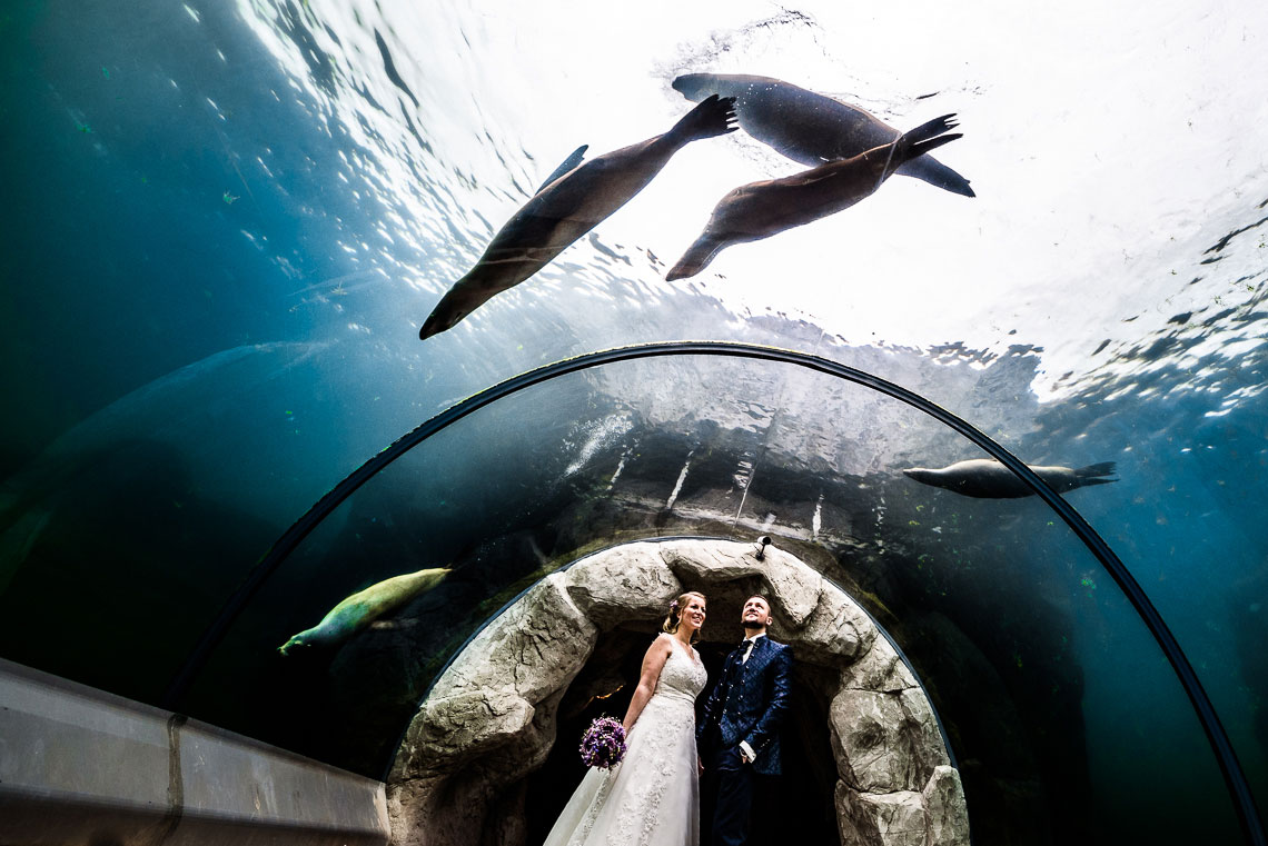 Hochzeitsfotograf Gelsenkirchen Hochzeitsfotograf Gelsenkirchen. Robben Zoom